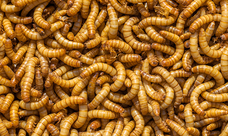 mealworms have been approved by the EFSA