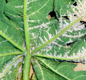 Damage caused by papaya mealybug