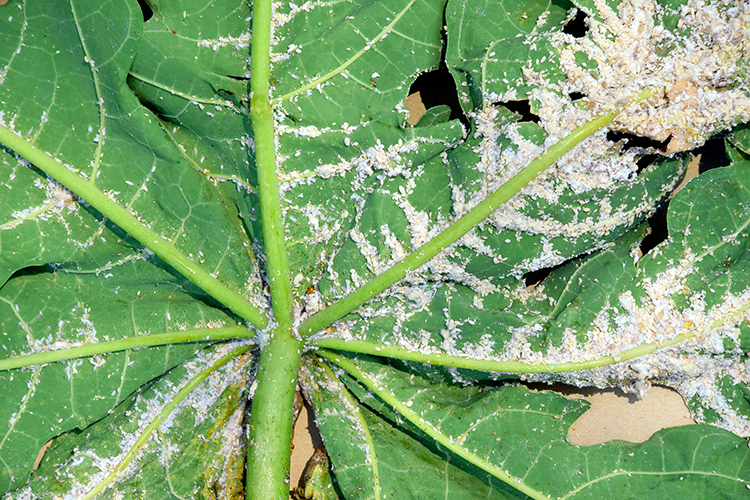 Damage caused by papaya mealybug