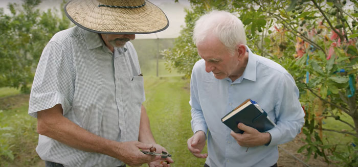 Measuring macadamia nuts