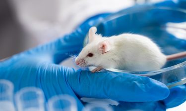 Plant-rich diet protects mice against foodborne infection, researchers find