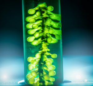 Danish project funded to research microalgae as sustainable protein source