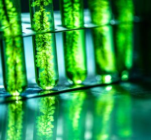 Researchers probe microalgae as viable alternative to fish