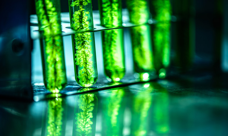 Researchers probe microalgae as viable alternative to fish