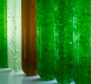 Nestlé and Corbion to develop microalgae ingredients for plant-based foods