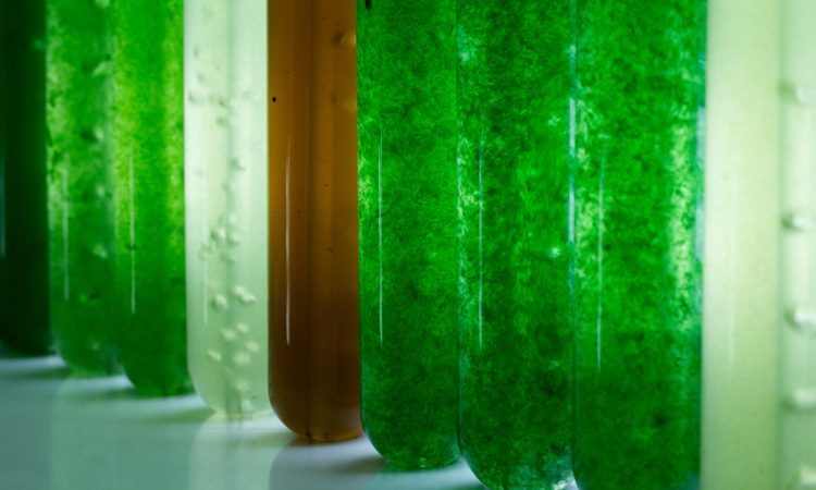 Nestlé and Corbion to develop microalgae ingredients for plant-based foods