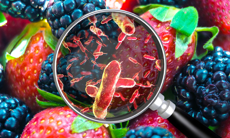 Food microbes image