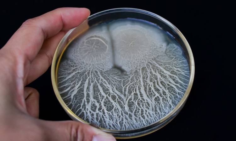 Researchers use DNA-barcoded microbial spores to improve food traceability