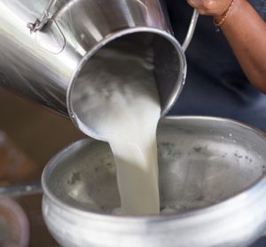 dairy farmer pours milk