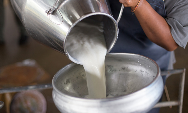 dairy farmer pours milk