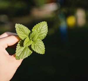 mint in hand