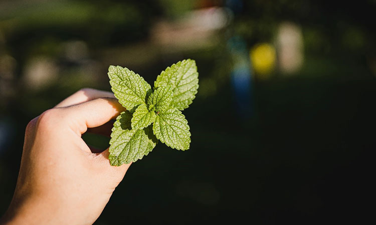 mint in hand