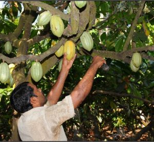 mondelez india cocoa life