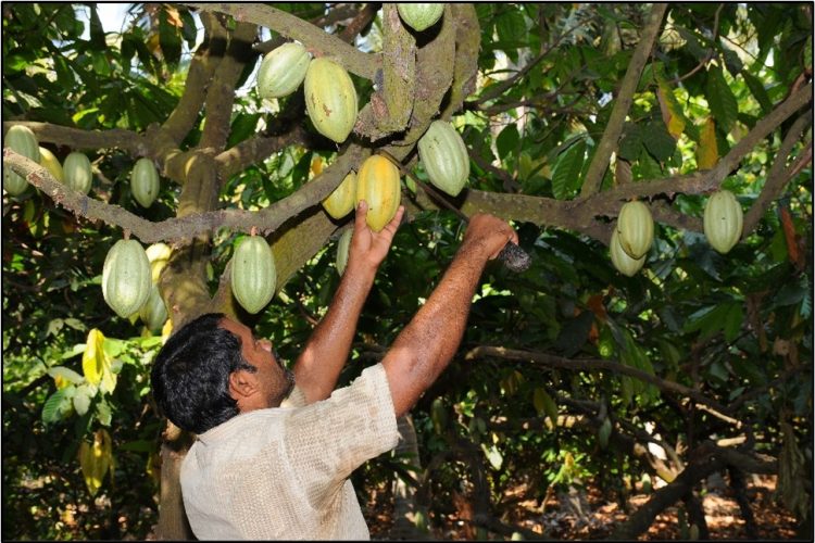 mondelez india cocoa life