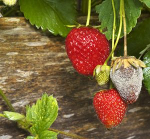 strawberry mould