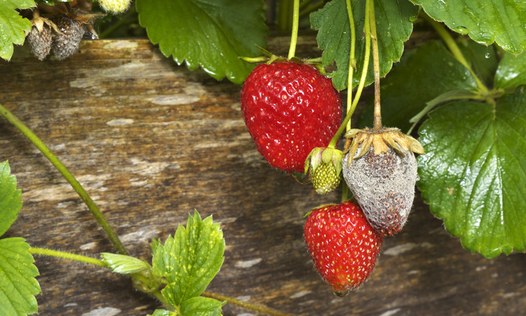 strawberry mould