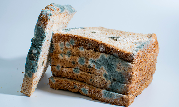 https://www.newfoodmagazine.com/wp-content/uploads/mouldy-bread.jpg