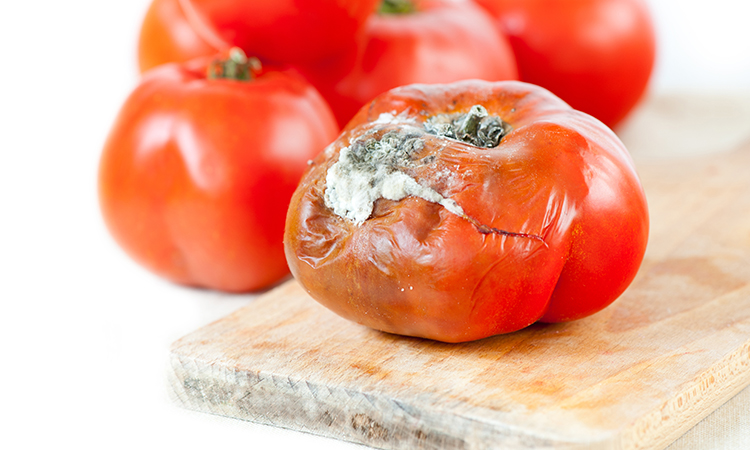 mouldy tomatoes