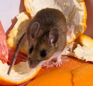 BPCA publishes tool to help food businesses reduce risks posed by mice