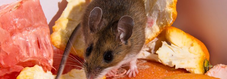 BPCA publishes tool to help food businesses reduce risks posed by mice