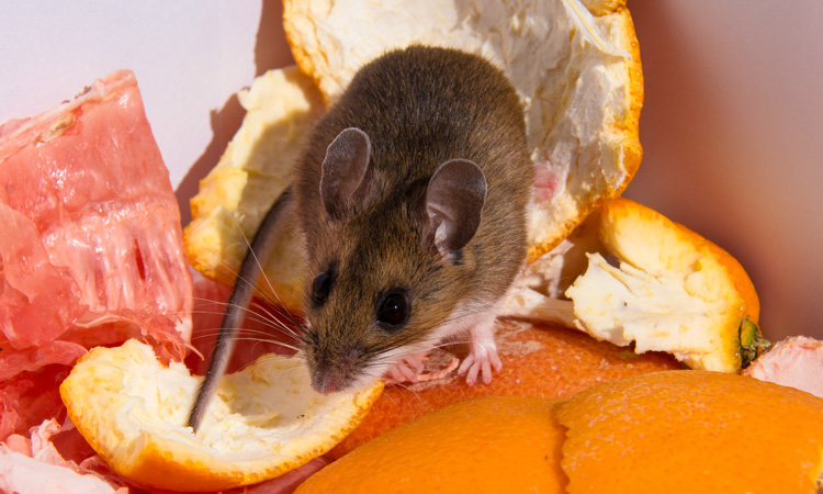 BPCA publishes tool to help food businesses reduce risks posed by mice