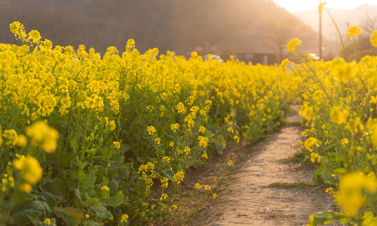 Research identifies possible on/off switch for plant growth