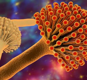 mycotoxins-fumonisins-romer-labs