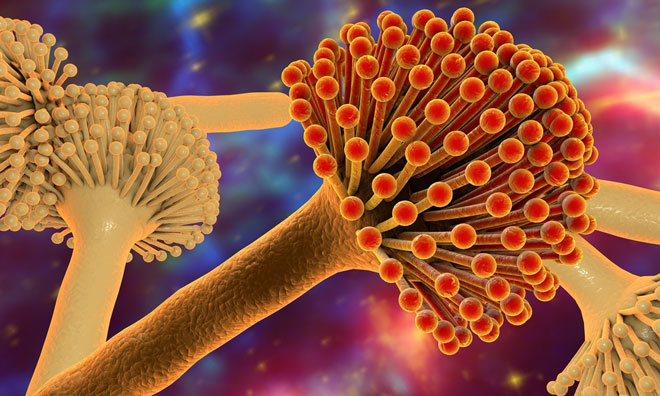 mycotoxins-fumonisins-romer-labs