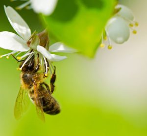 national-honey-bee-day