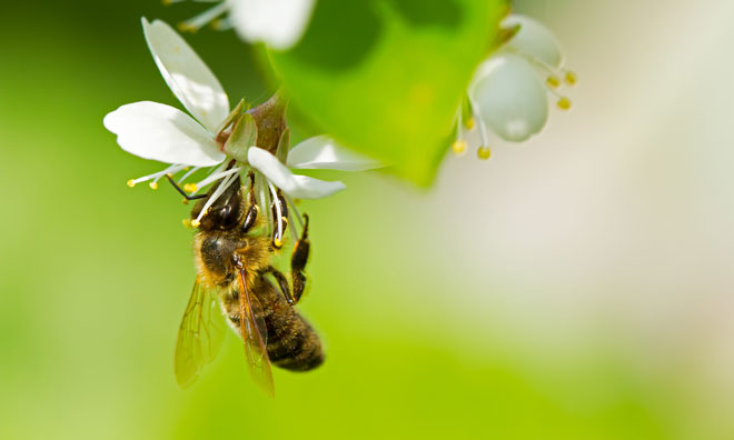 national-honey-bee-day
