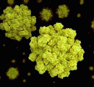 norovirus ACMSF