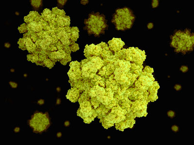 norovirus ACMSF