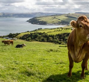 Northern Ireland to receive £279 million agriculture funding