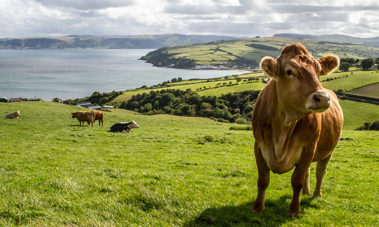 Northern Ireland to receive £279 million agriculture funding