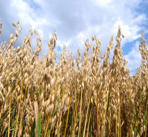 oat crops