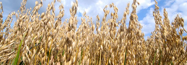 oat crops