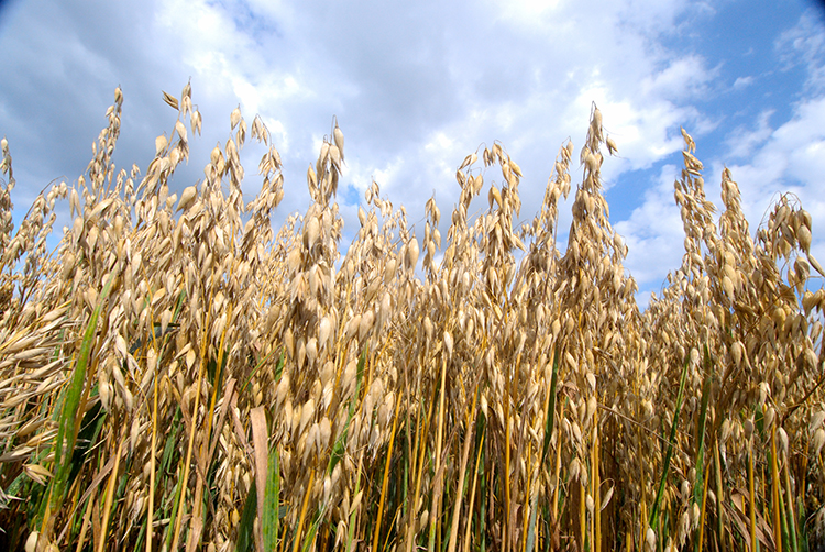 oat crops