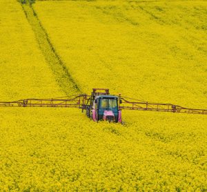 NFU calls for government policy to manage oilseed rape production risks