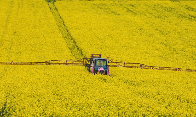 NFU calls for government policy to manage oilseed rape production risks