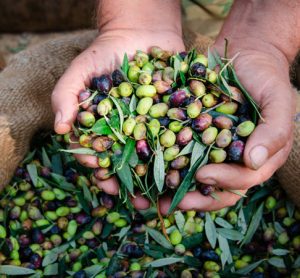 olive oil production