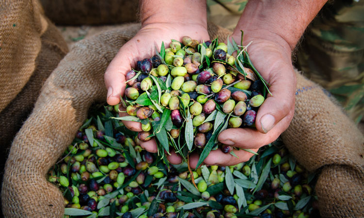 olive oil production