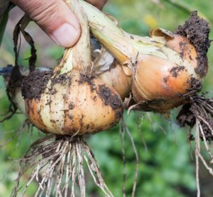 Dormant foliar disease becomes dominant in New York onion crops