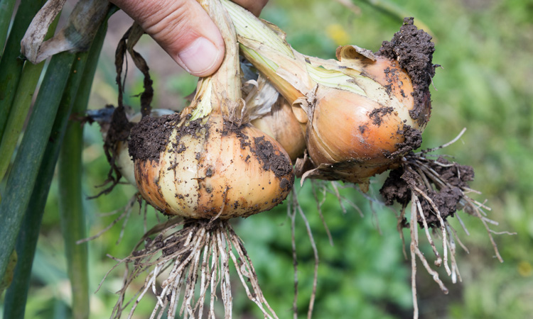 Dormant foliar disease becomes dominant in New York onion crops