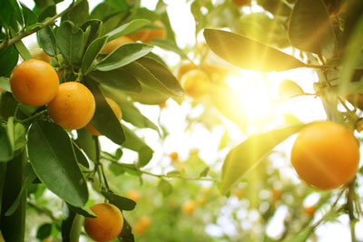 citrus greening