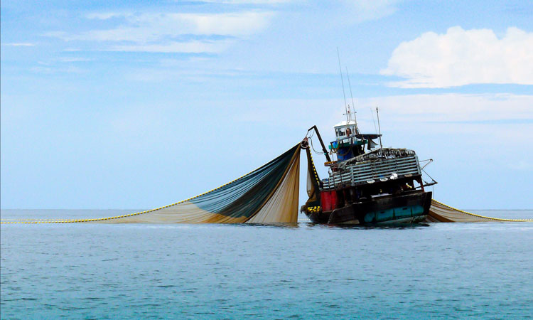 Overfishing image