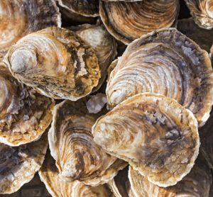 Microplastics found in oysters and clams on Oregon coast, PSU study finds