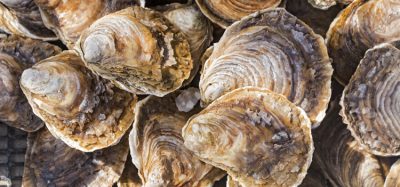 Microplastics found in oysters and clams on Oregon coast, PSU study finds