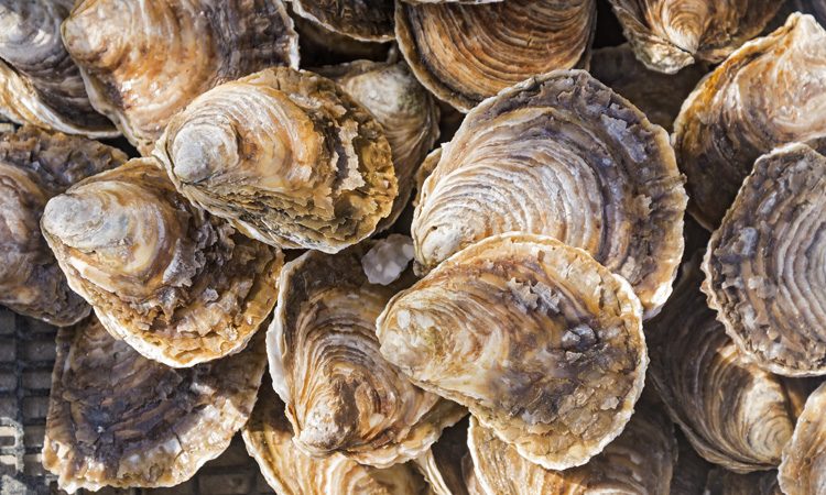 Microplastics found in oysters and clams on Oregon coast, PSU study finds