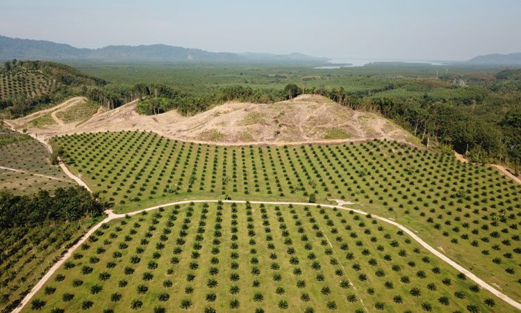 oil palm