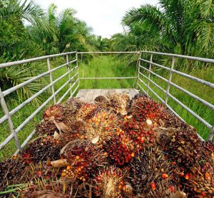 RSPO delivers new standard for smallholders in sustainable palm oil